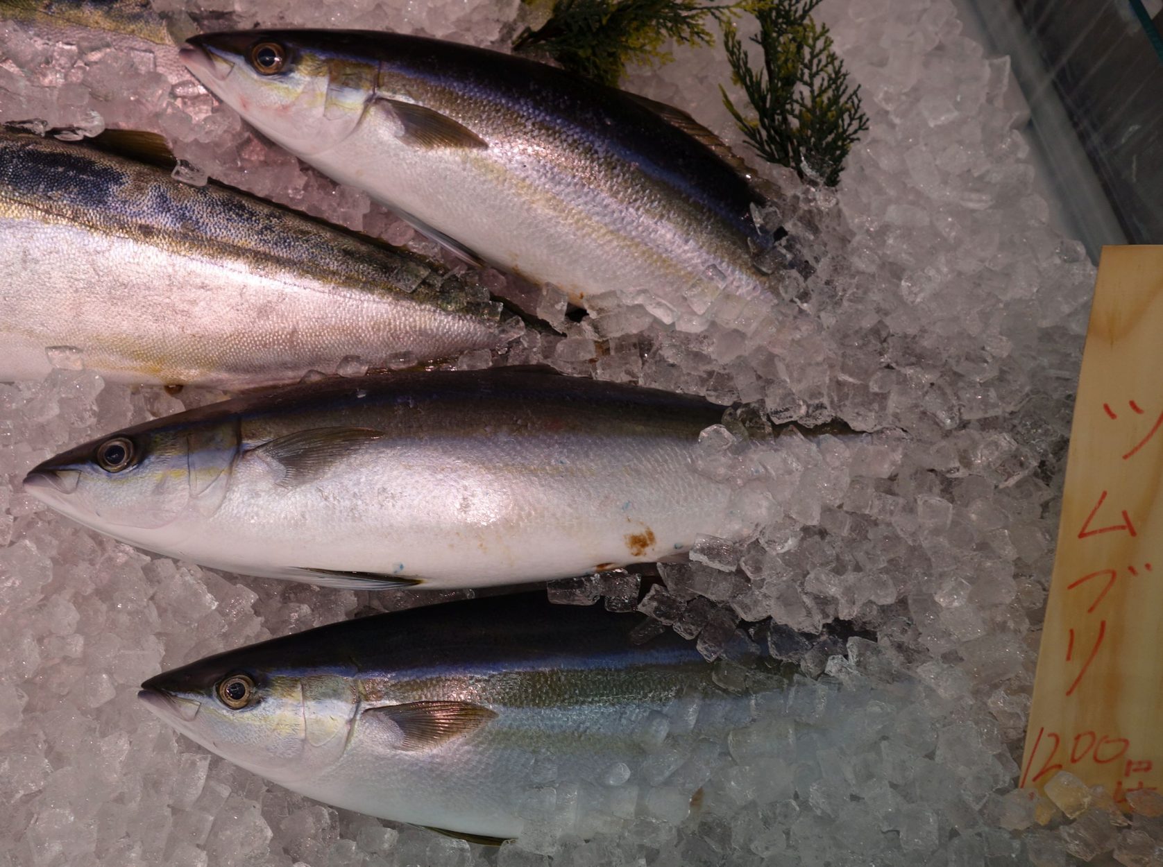 ツムブリ,紡錘鰤,旬,大型魚,シガテラ毒,厚生省自然毒リスク